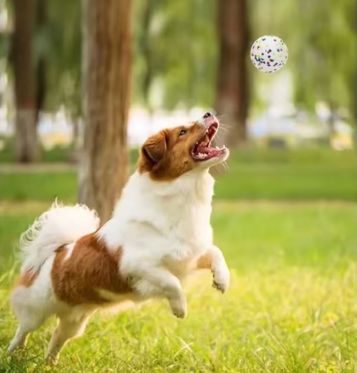 Apollo | Duurzame kauwbal voor honden