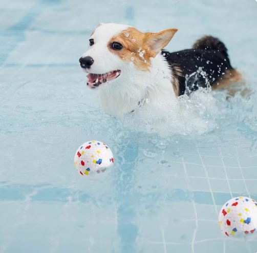 Apollo | Duurzame kauwbal voor honden