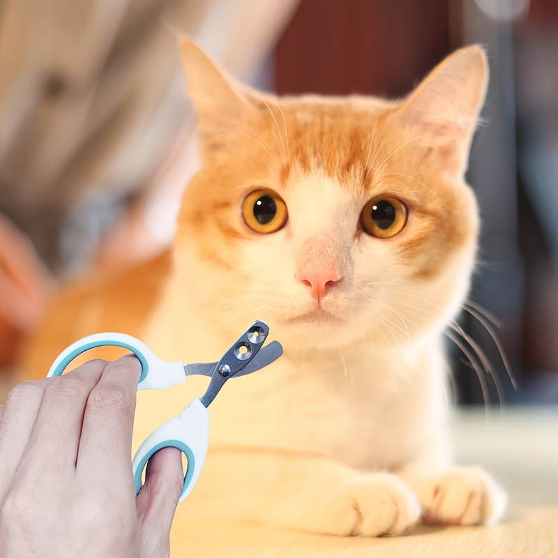Daise | Nagelknipper voor katten met precisiegat en nauwkeurige snede