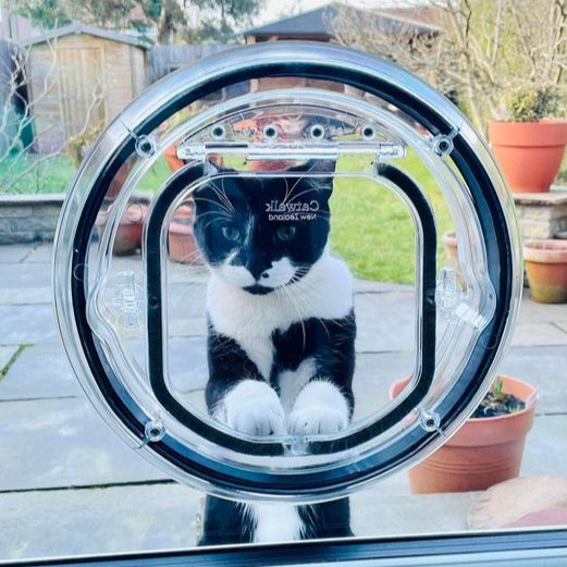 Daisy | Transparante Kattenluik