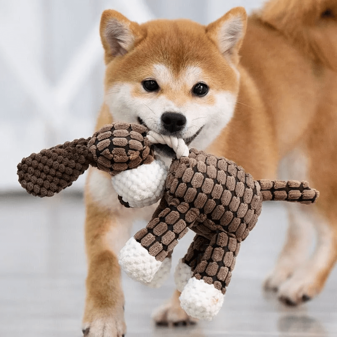 Dotje | Kauwspeelgoed Voor Honden Met Tandverzorging-2