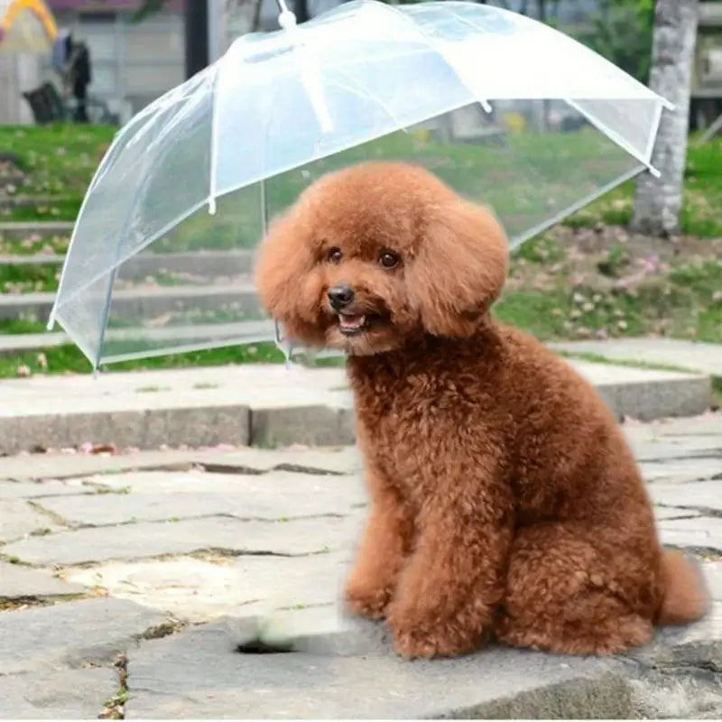 Finn | Hondenparaplu Voor Droge Wandeling-3