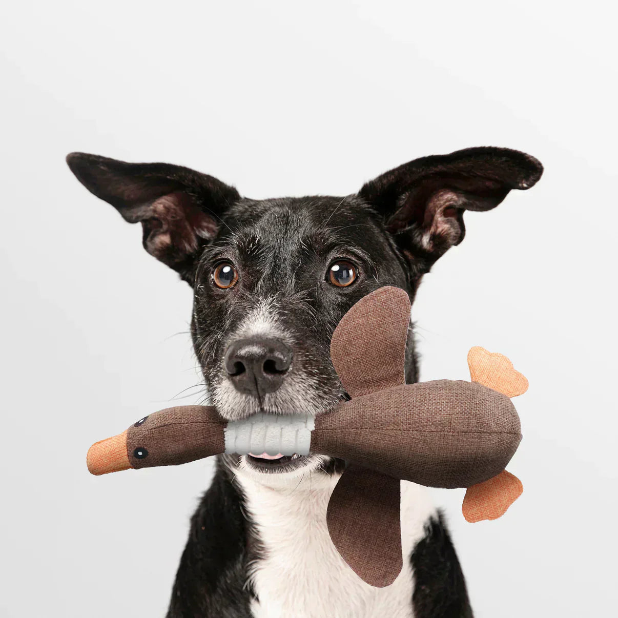 Luna Stevig kauwspeelgoed voor honden
