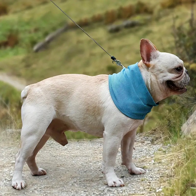 Thor | Koelband Voor Honden Zomer-2