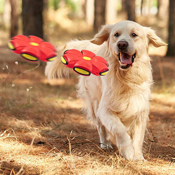 Ziggy | Duurzame Frisbee Voor Honden-2