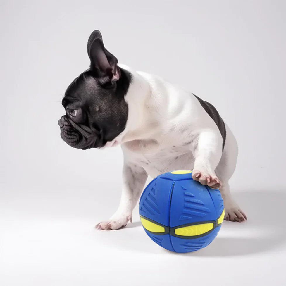 Ziggy | Duurzame Frisbee Voor Honden-5