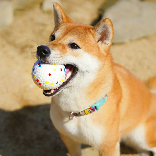 Apollo | Duurzame kauwbal voor honden