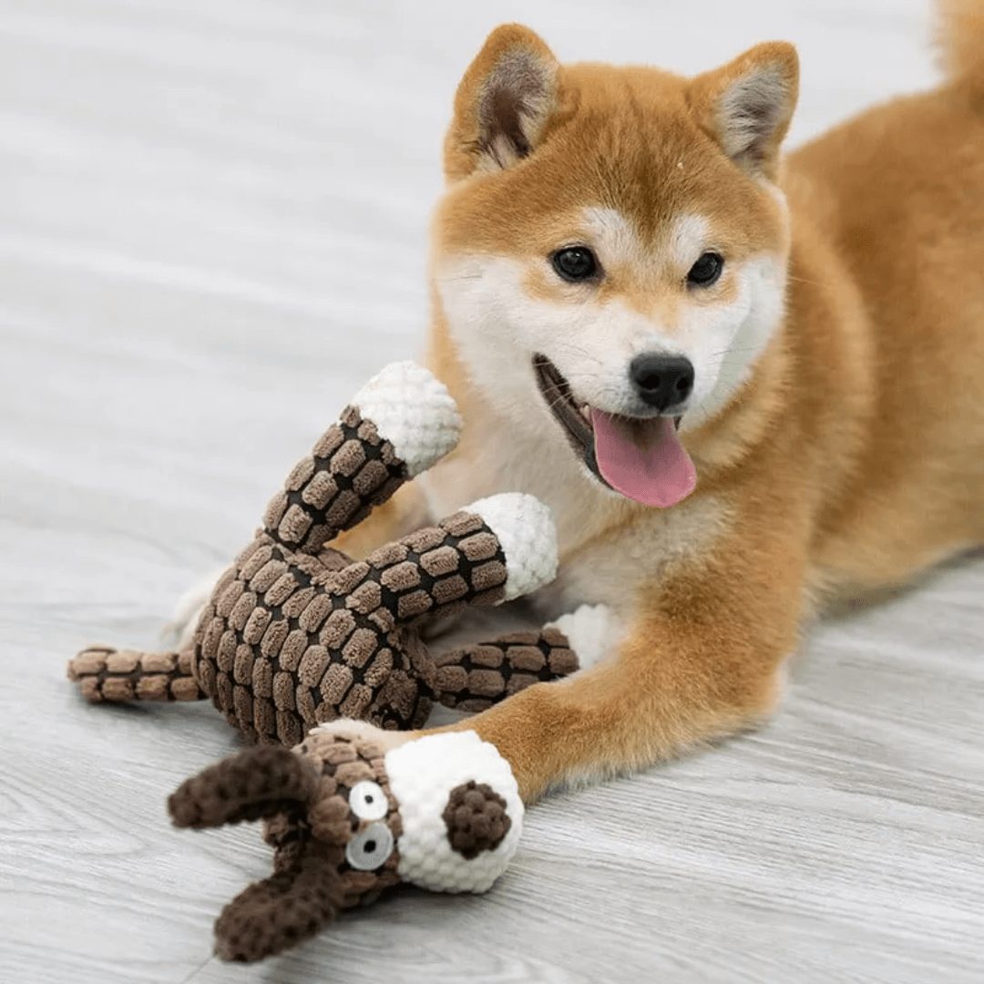 Variant image for Dotje | Kauwspeelgoed Voor Honden Met Tandverzorging-1
