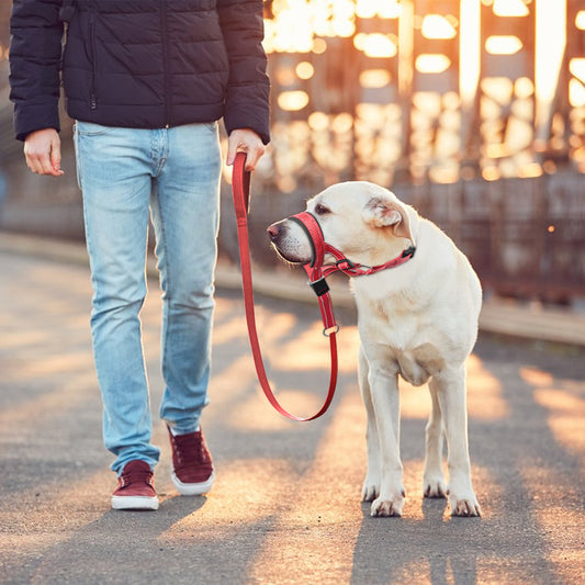 June Ademende Hondensnuit voor Comfortabel Wandelen
