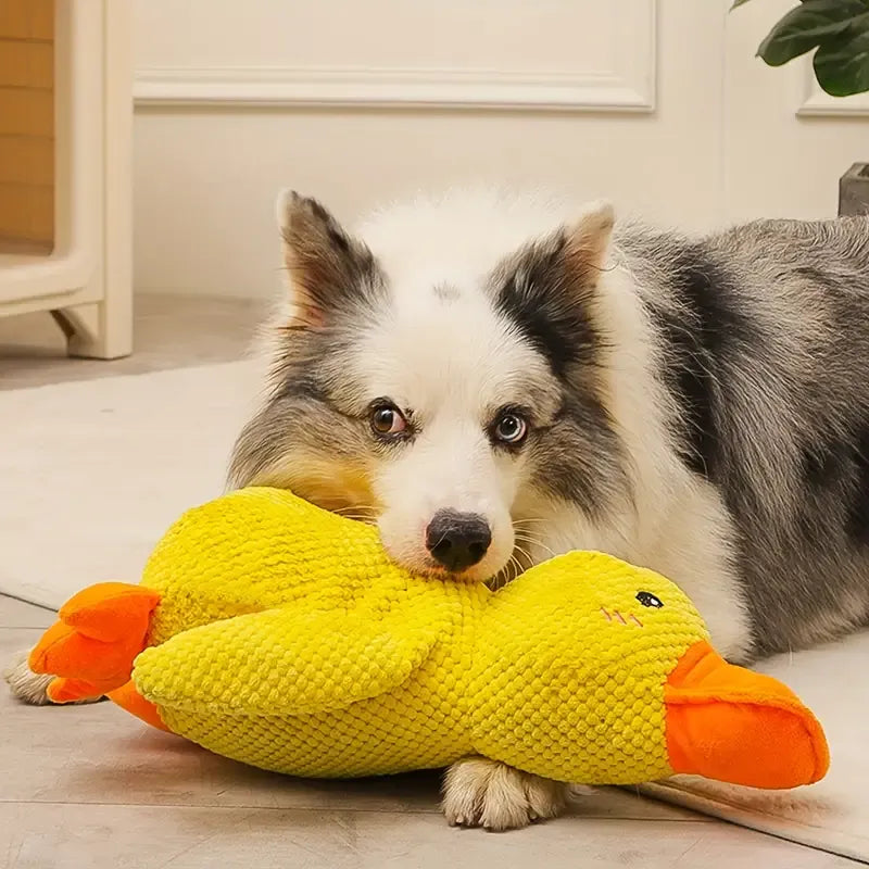 Quincy | Hondenspeelgoed met geluid voor honden en puppy's