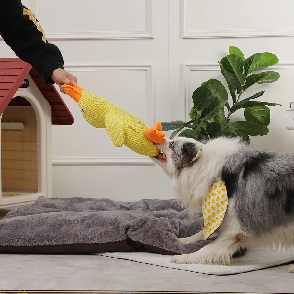Quincy | Hondenspeelgoed met geluid voor honden en puppy's