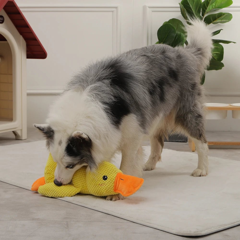 Quincy | Hondenspeelgoed met geluid voor honden en puppy's