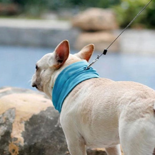 Thor | Koelband Voor Honden Zomer-1