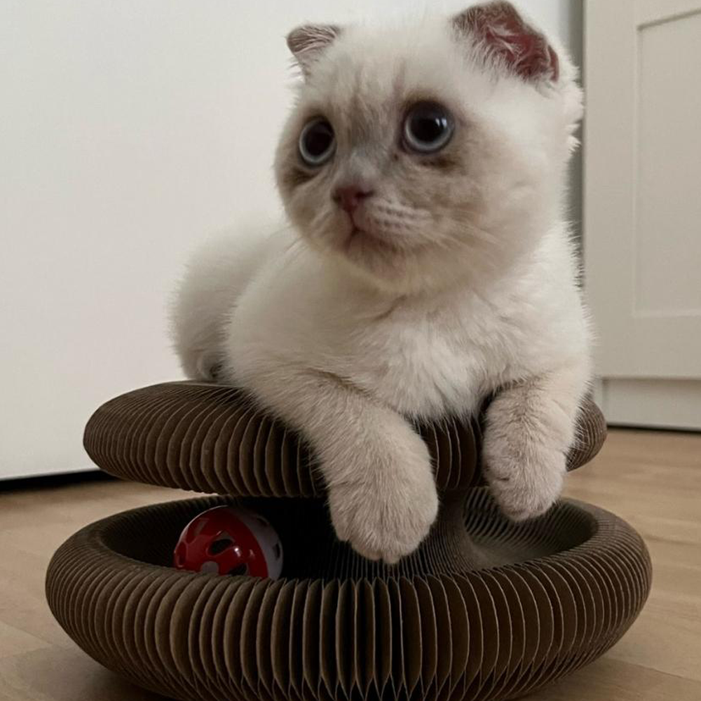 Zipp | Interactief kattenspeelgoed voor mentale en fysieke stimulatie