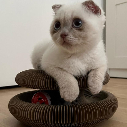 Zipp | Interactief kattenspeelgoed voor mentale en fysieke stimulatie